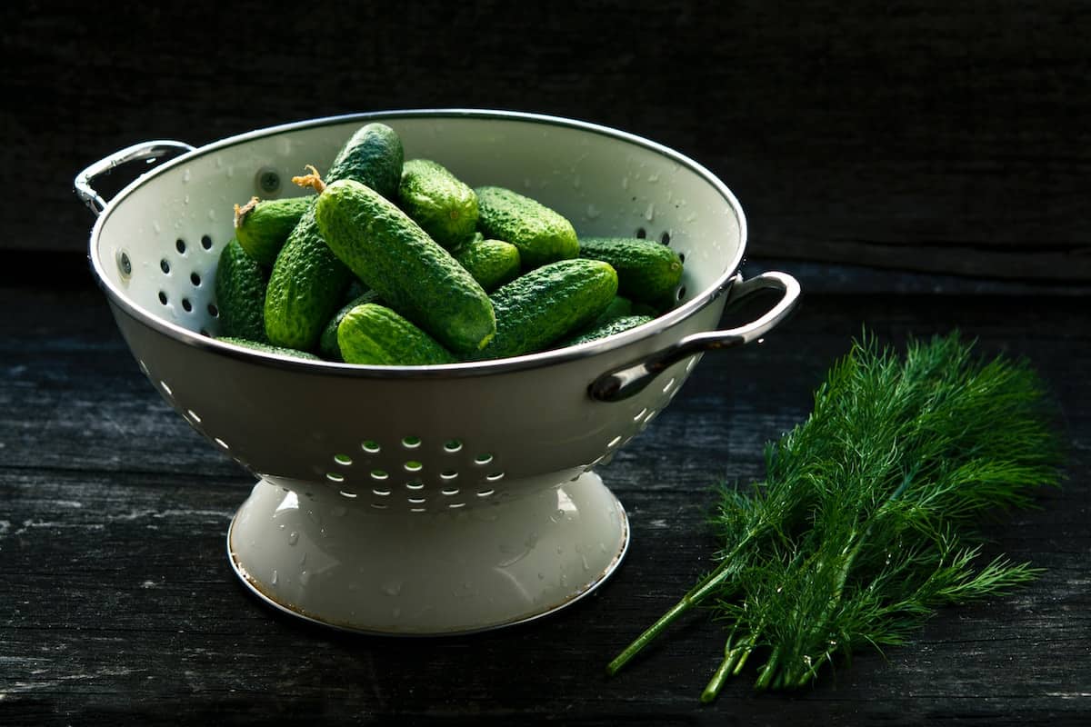 À quelle date planter les cornichons ?