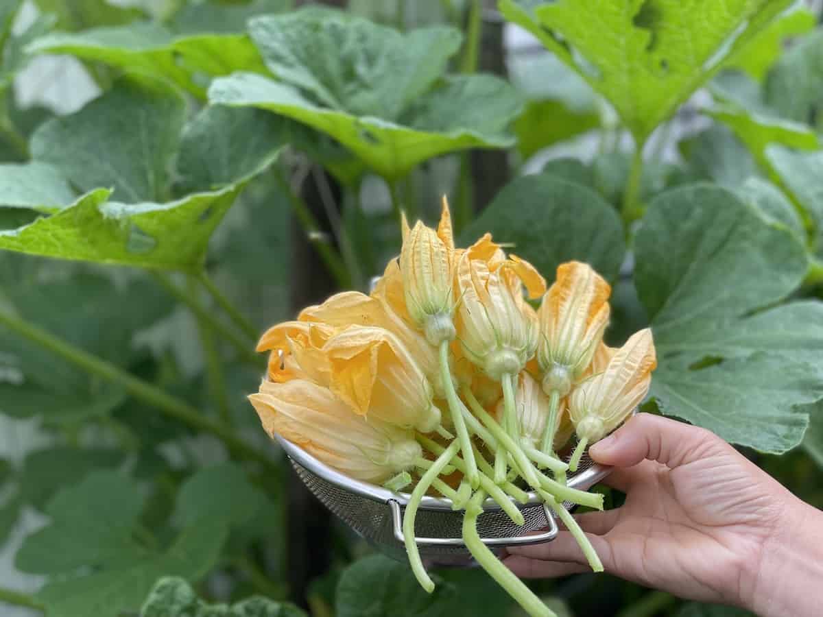 A quelle date planter les courgettes ?
