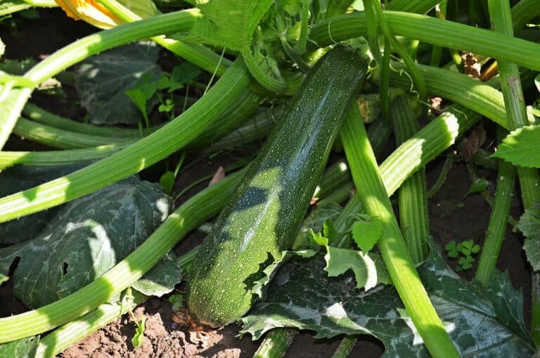A quelle date planter les courgettes ?