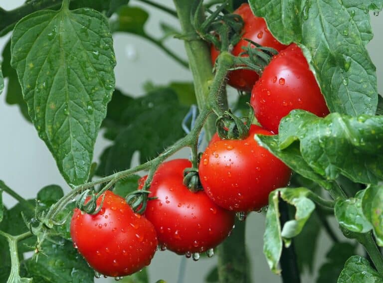 A quelle date planter les tomates ?