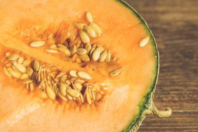 A quelle date semer le melon