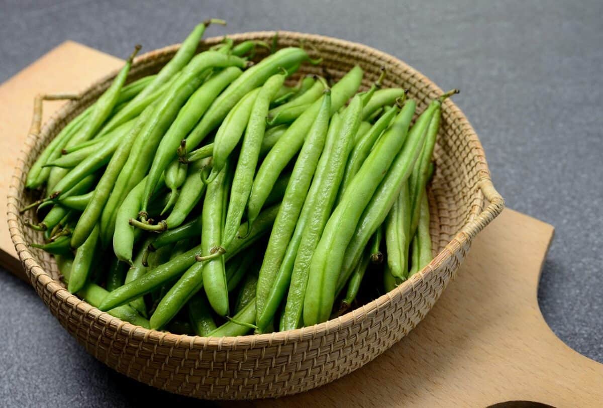 A quelle date semer les haricots verts ?