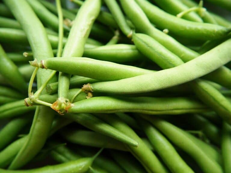 A quelle date semer les haricots verts ?