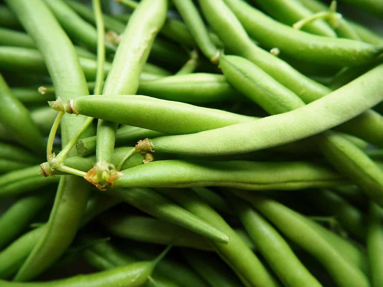 A quelle date semer les haricots verts ?