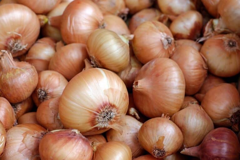 A quelle date semer les oignons jaunes ?