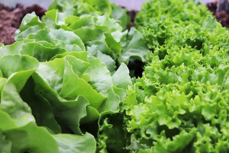 A quelle date semer les salades ?