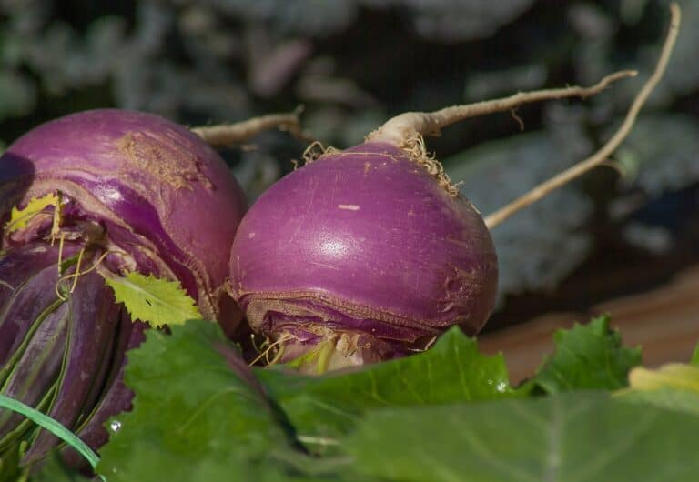 A quelles date semer les navets d'automne ?