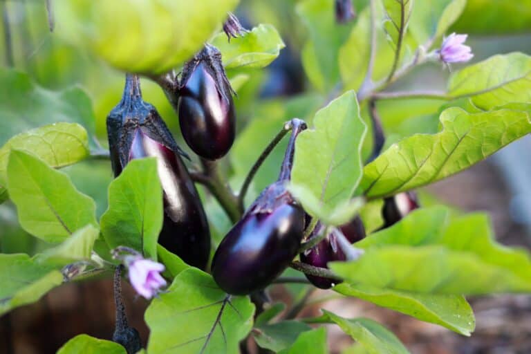 À quelle date semer les aubergines ?