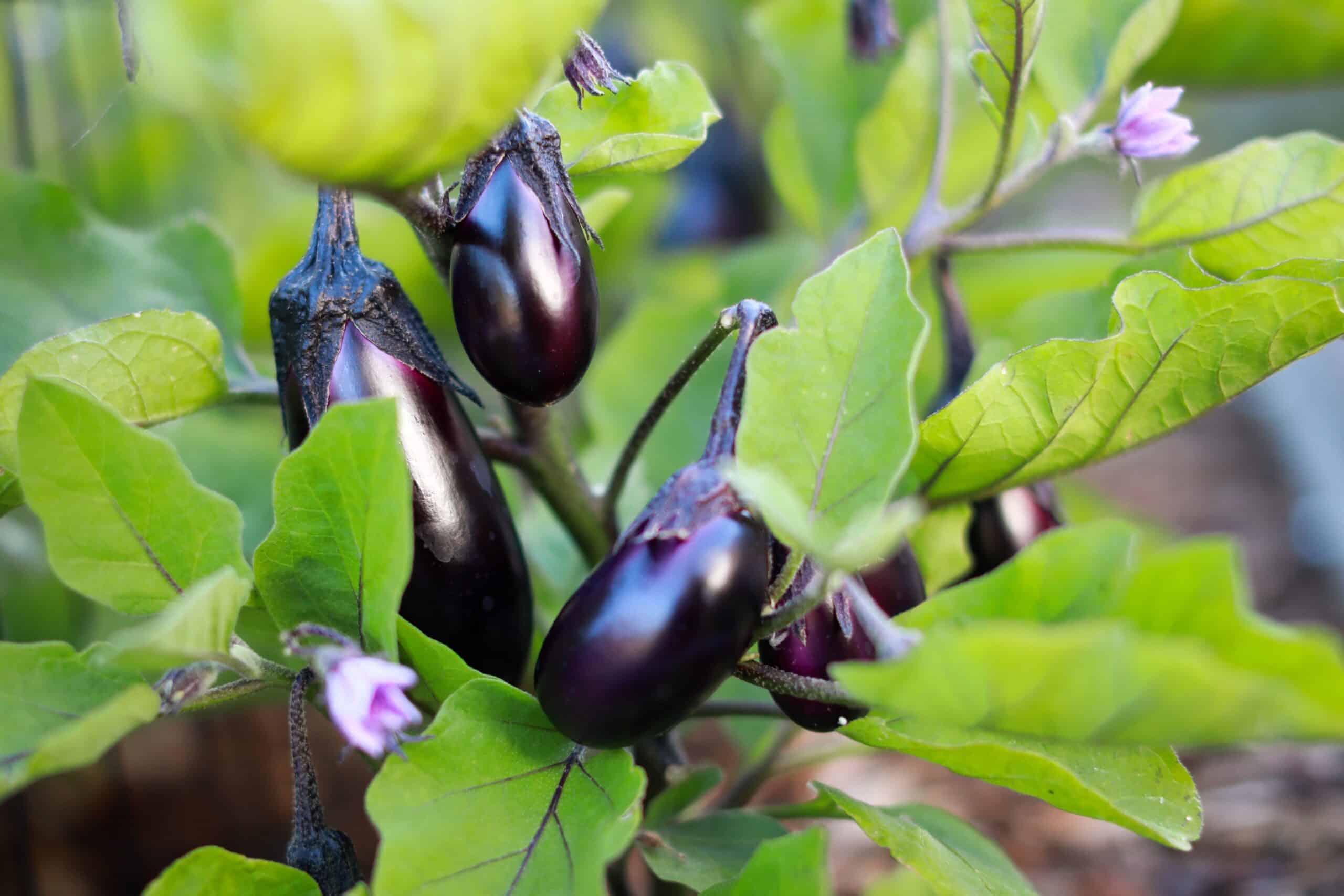À quelle date semer les aubergines ?