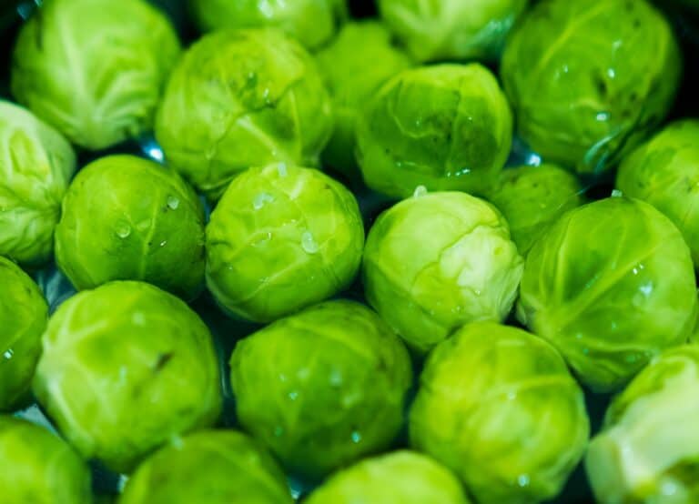 À quelle date semer les choux de Bruxelles ?