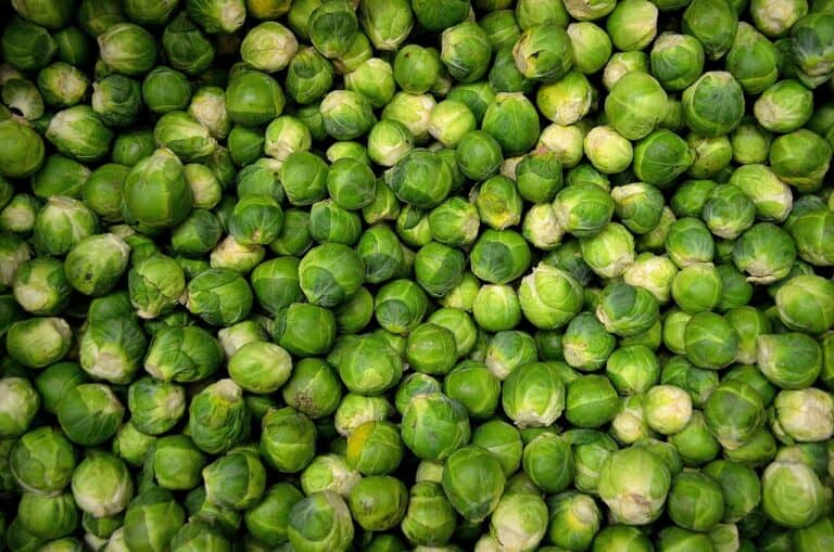 À quelle date planter ou repiquer les choux de Bruxelles ?