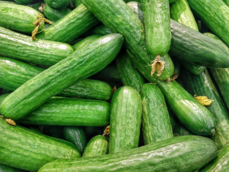 À quelle date planter les concombres ?