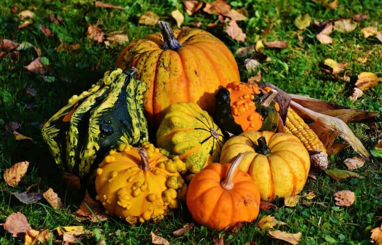 À quelle date semer les courges ?