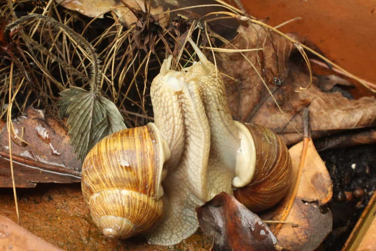 À quelle date ramasser les escargots ?