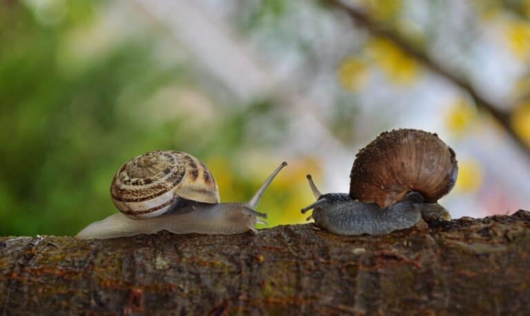À quelle date ramasser les escargots ?