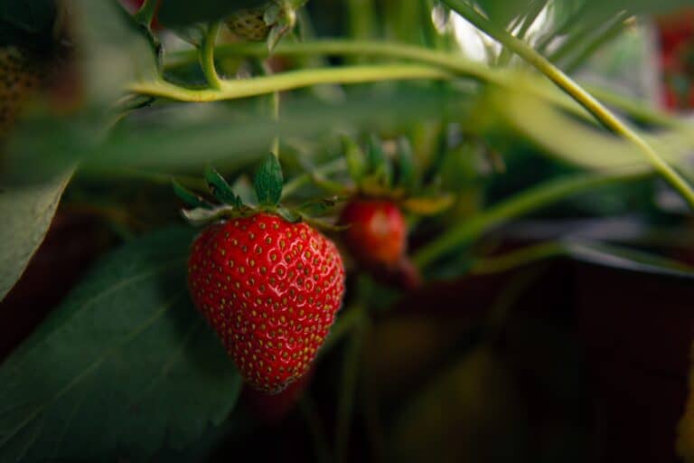 À quelle date planter les fraisiers ?