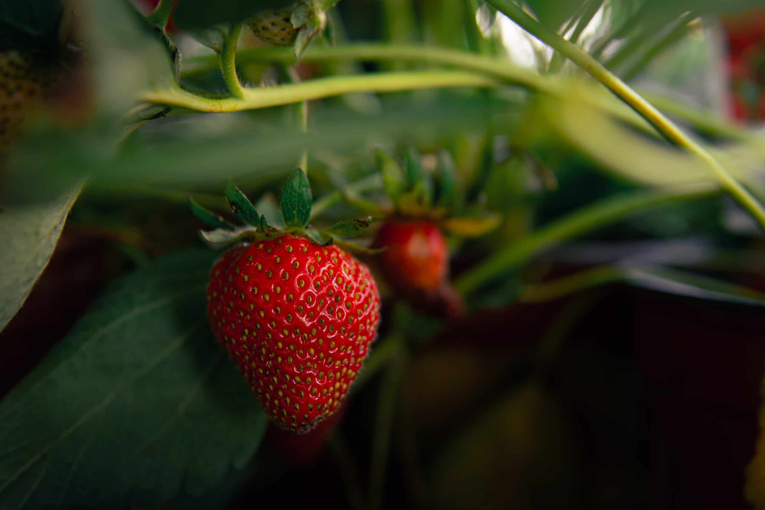 À quelle date planter les fraisiers ?