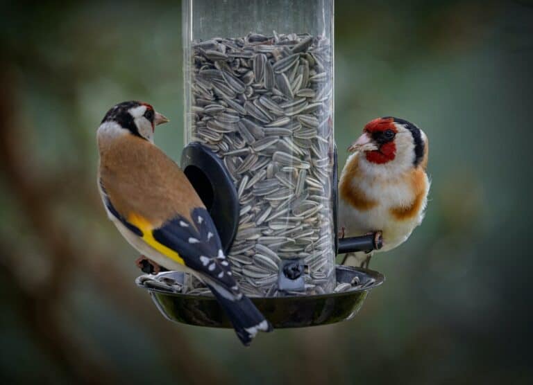 Jusqu’à quelle date nourrir les oiseaux ?