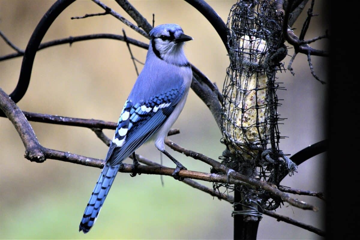 Jusqu’à quelle date nourrir les oiseaux ?