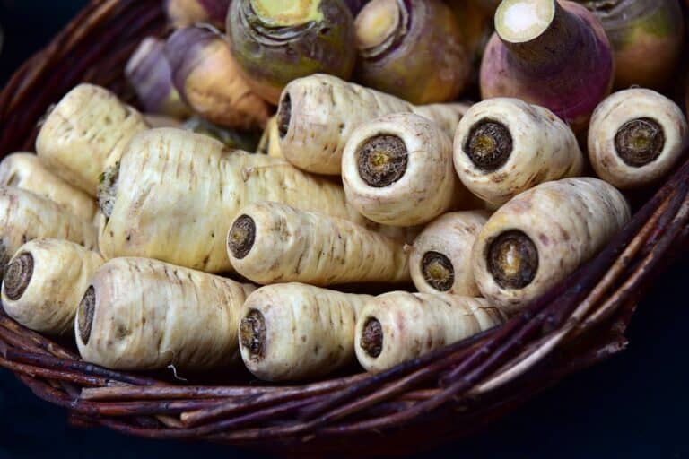 À quelle date semer les panais ?
