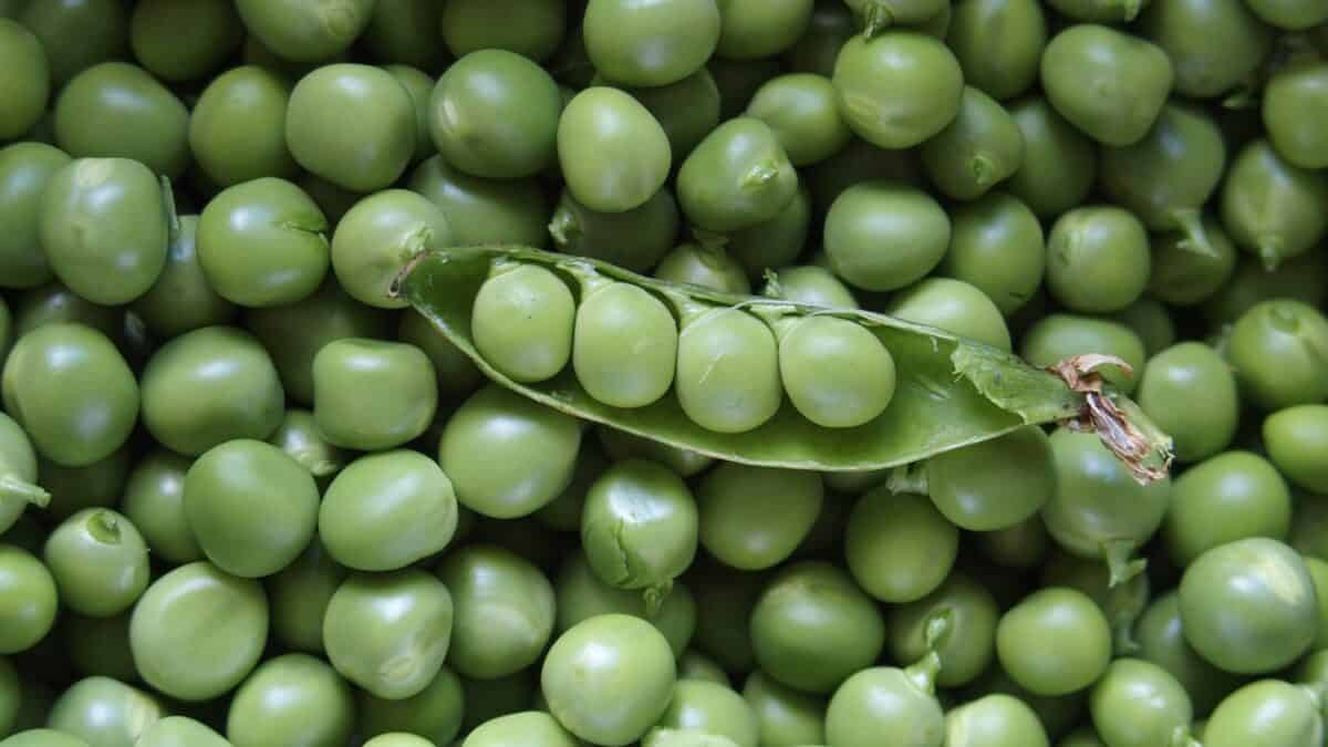 À quelle date semer les petits pois ?