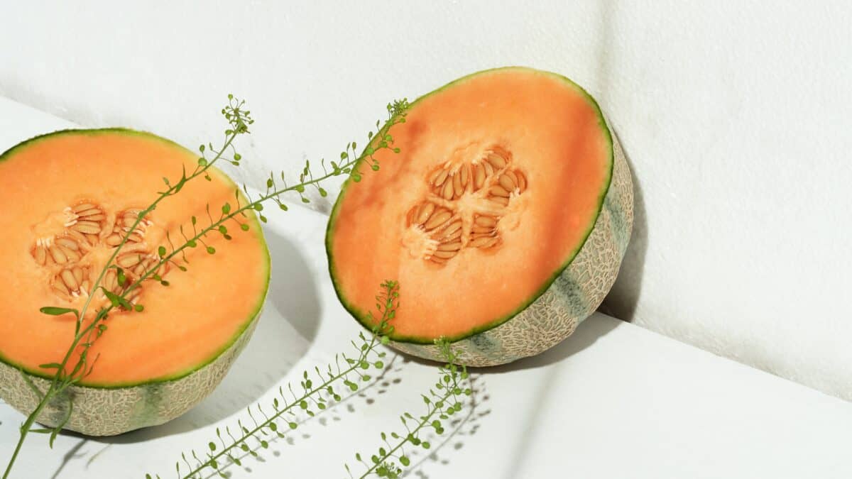 À quelle date planter les melons ?