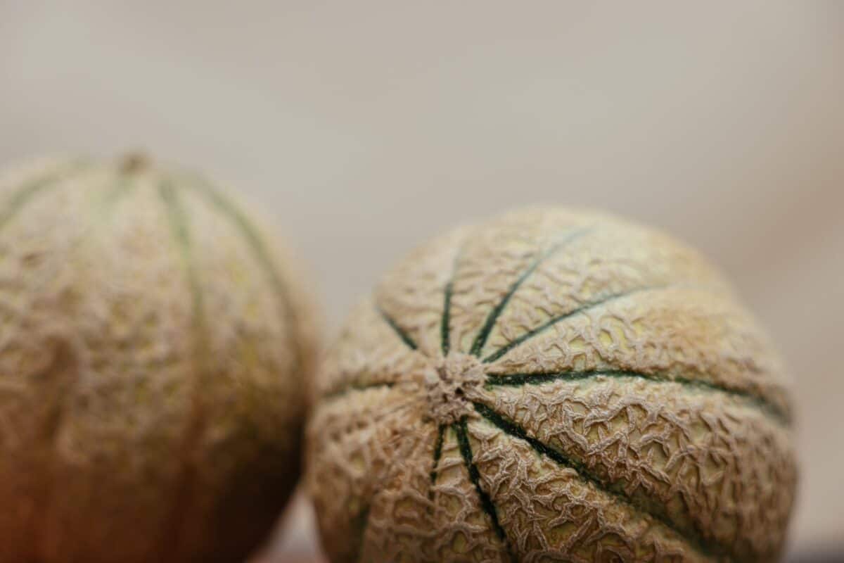 À quelle date planter les melons ?
