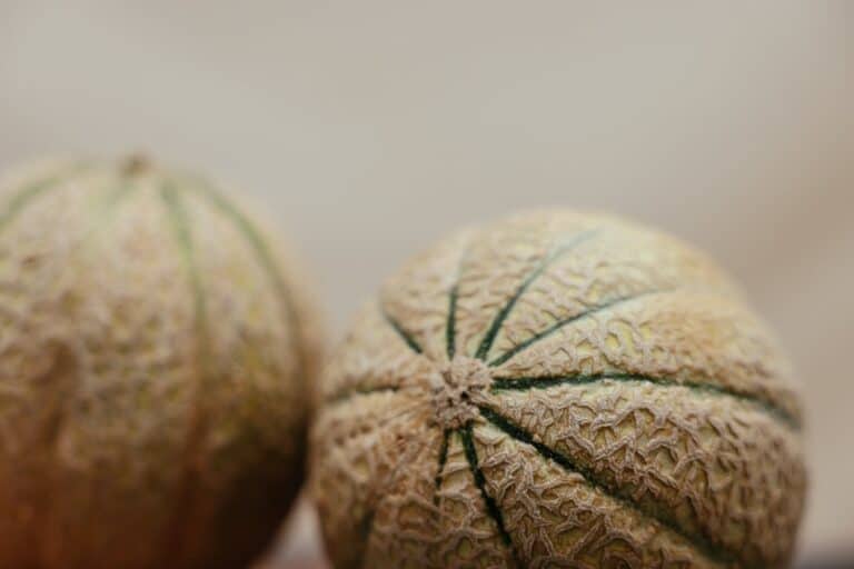 À quelle date planter les melons ?