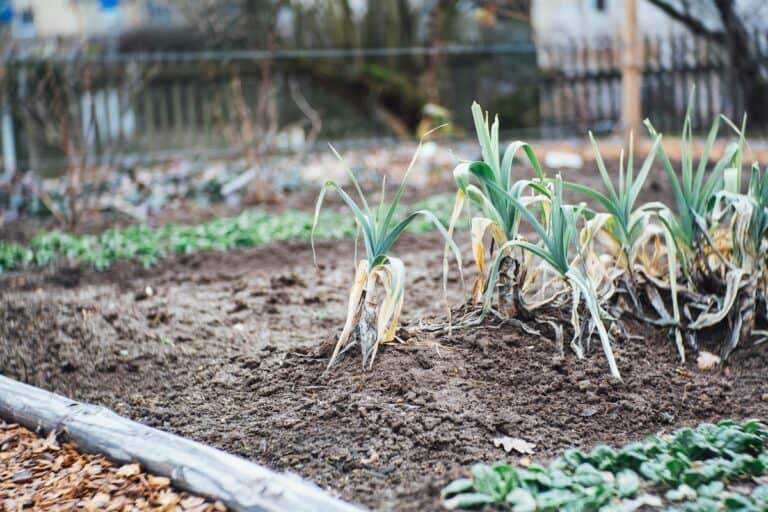 Planter des poireaux d'automne et d'hiver