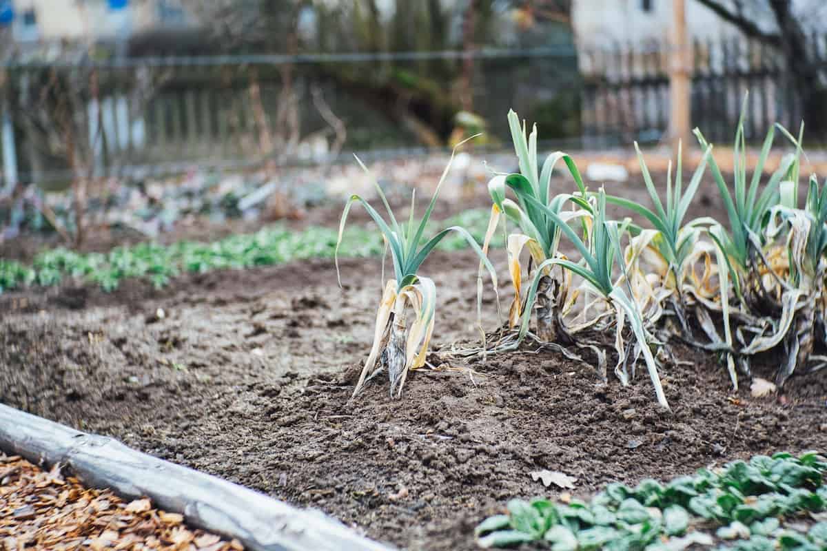 Planter des poireaux d'automne et d'hiver