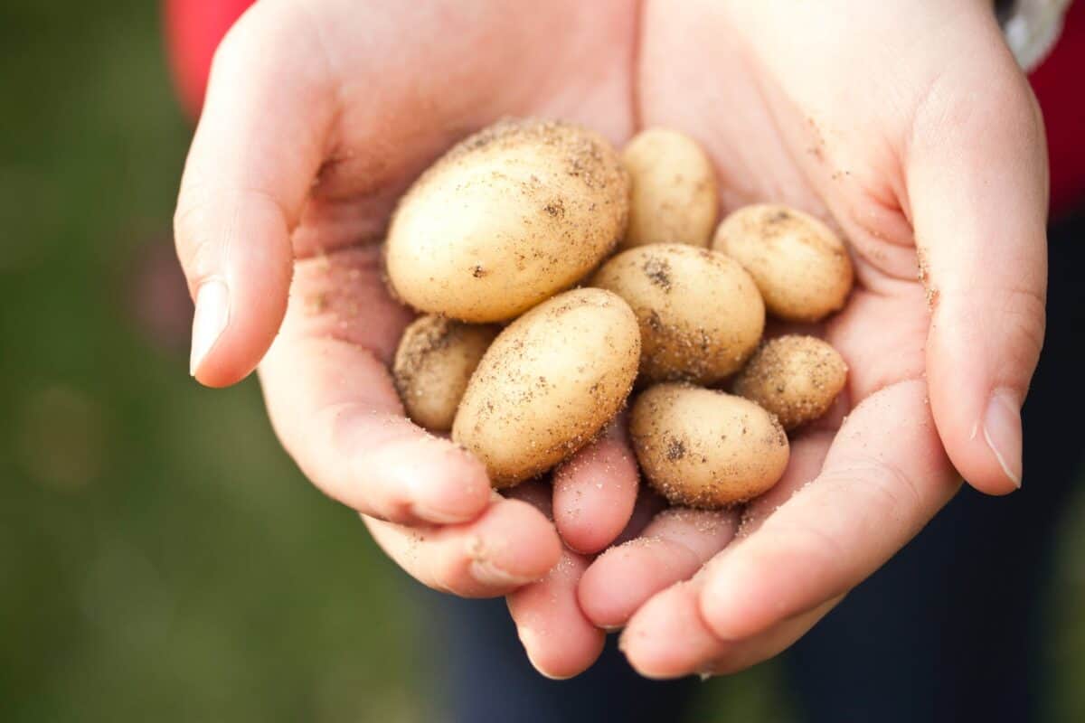À quelle date planter les pommes de terre ?