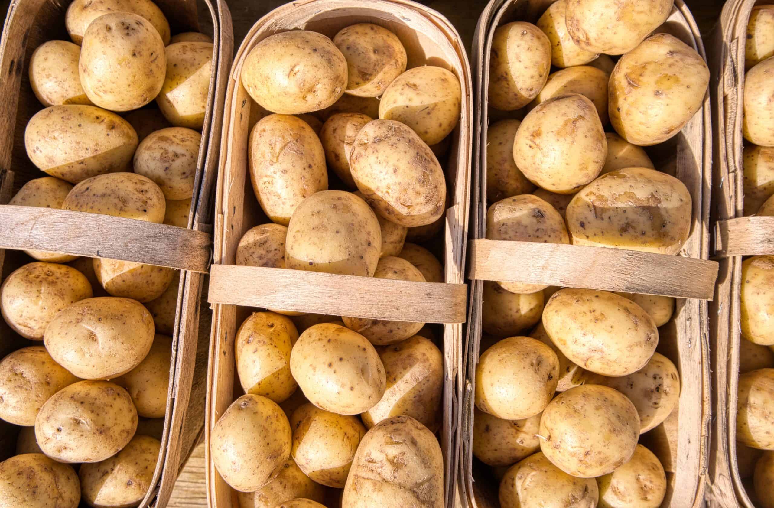 À quelle date planter les pommes de terre ?