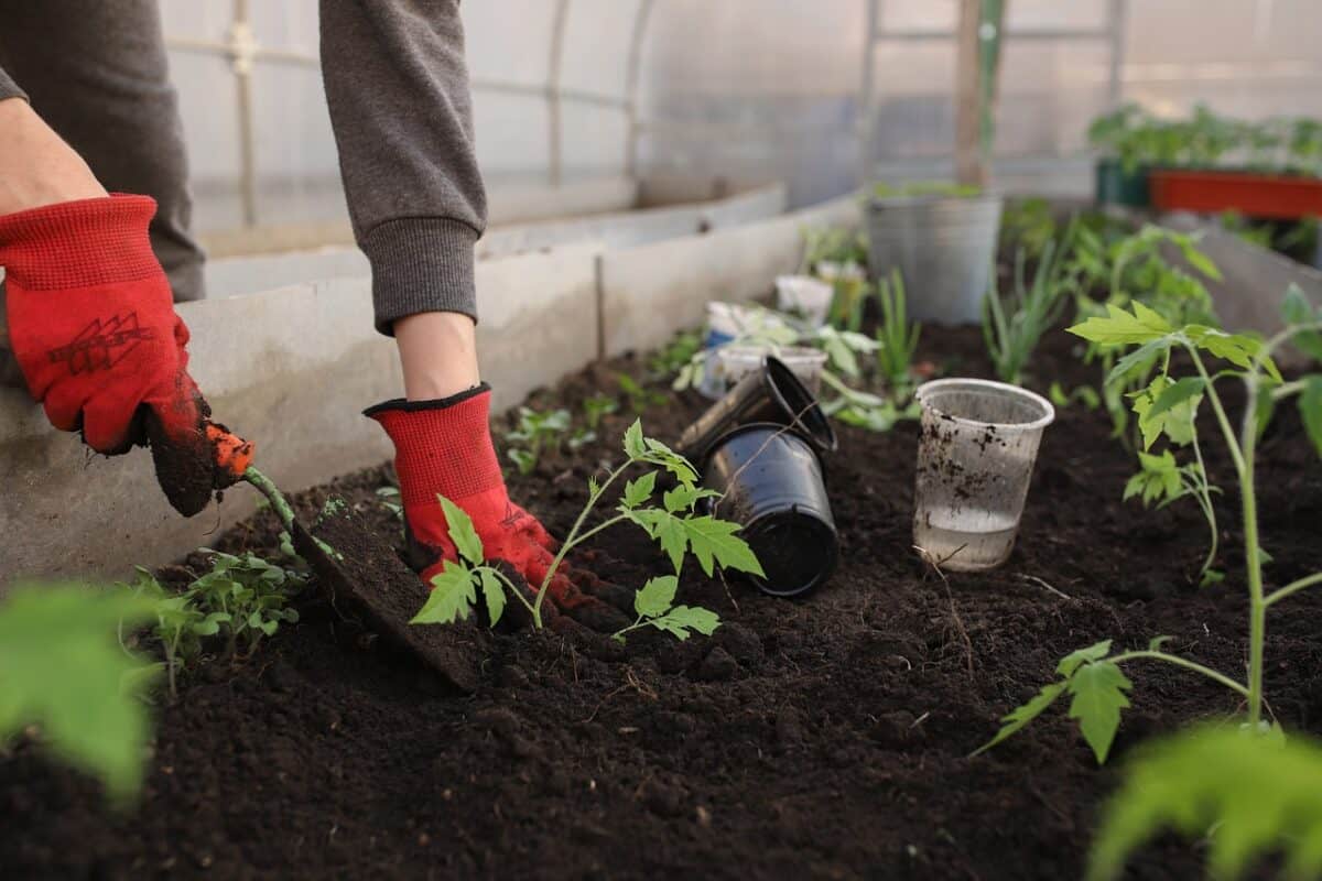 À quelle date planter les tomates ?